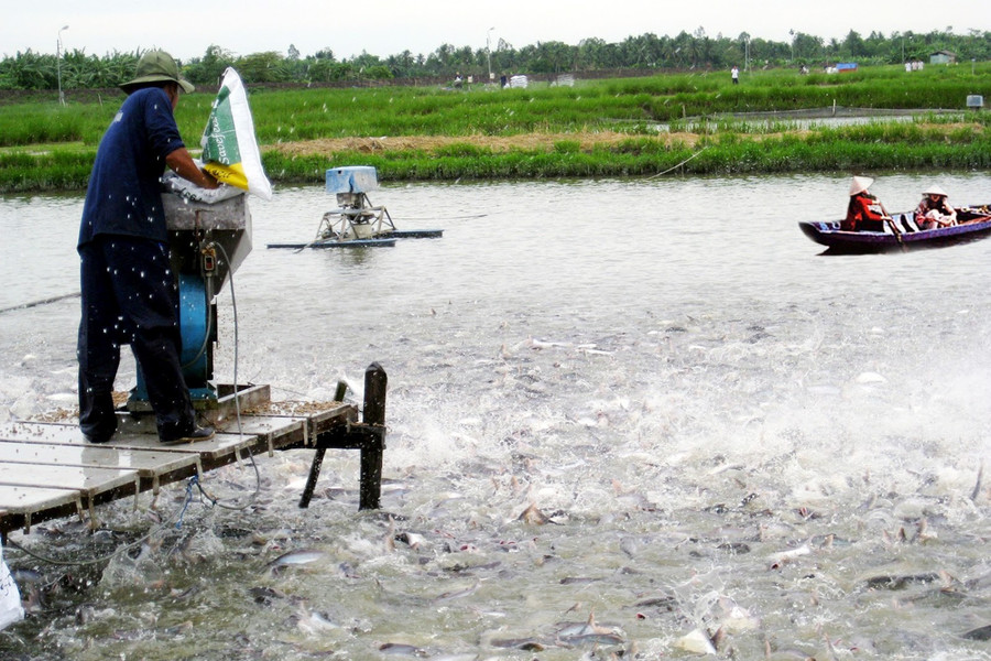 Chuyển đổi số - động lực phát triển bền vững ngành cá tra ĐBSCL