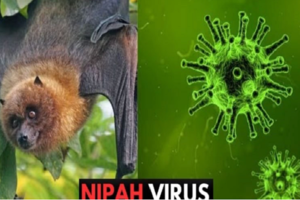 'Sát thủ' Nipah rình rập mâm cơm: Bộ Y tế báo động khẩn toàn quốc