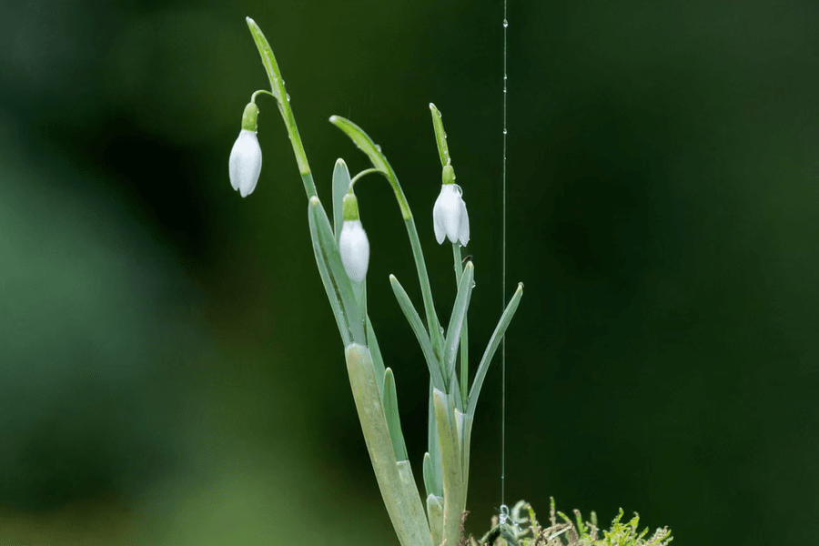Nghệ thuật trồng cây kokedama của Nhật Bản: Mang 'phép màu' vào không gian sống