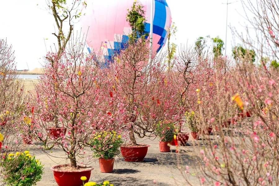 Mai, đào khoe sắc tại lễ hội chào xuân ở Cần Giờ