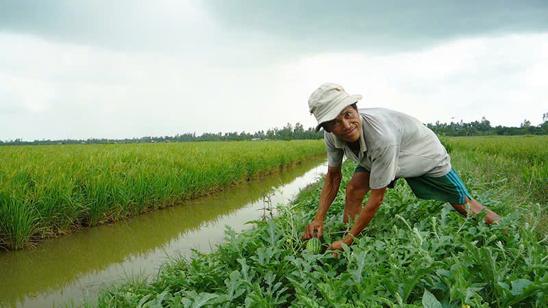 Dự án chống chịu biến đổi khí hậu mở hướng sinh kế bền vững cho người dân ĐBSCL