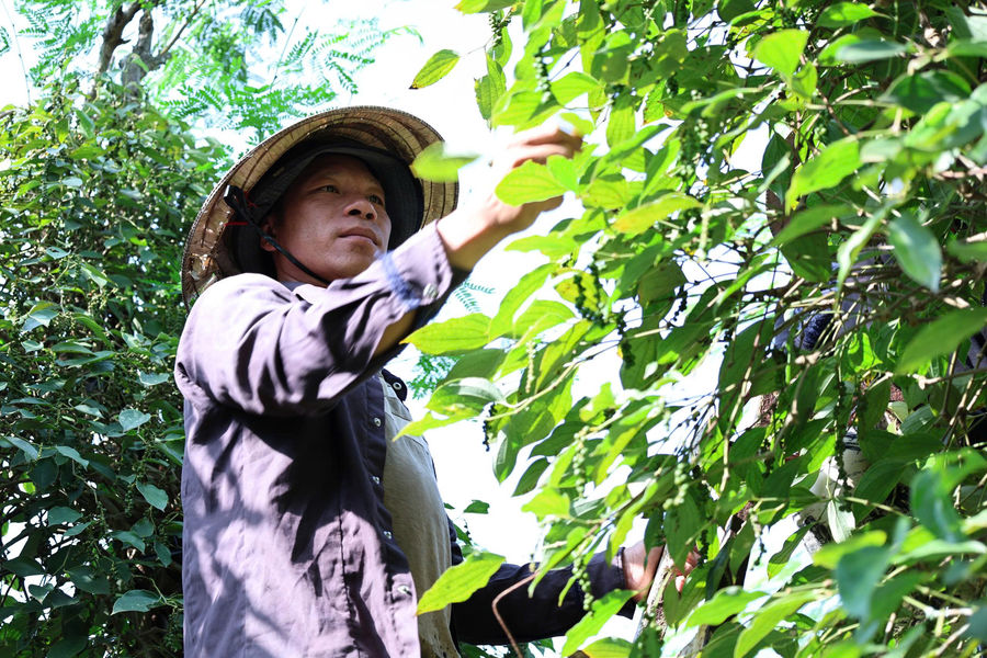 Hồ tiêu giá cao, nông dân Đồng Nai phấn khởi