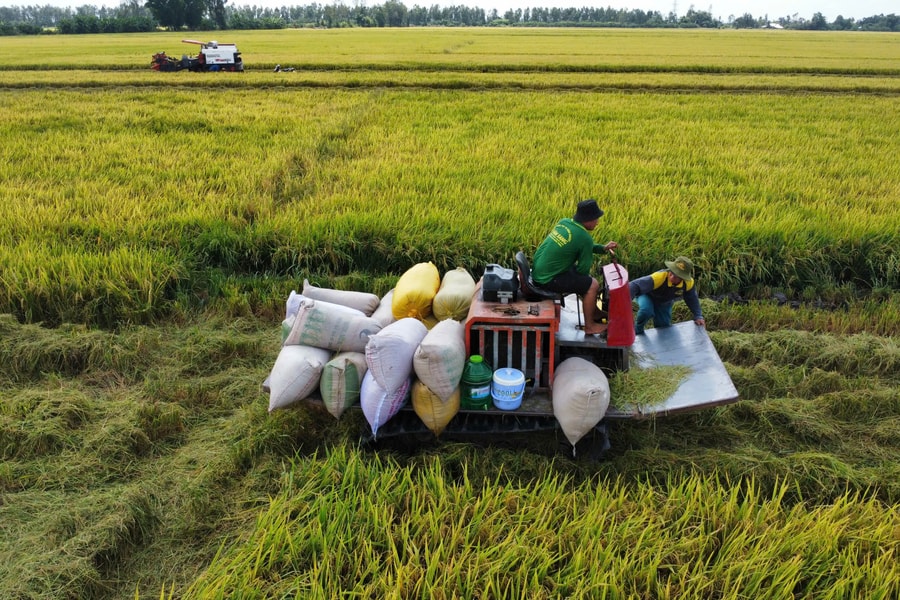 Giá đầu vào tăng, lúa giảm: Nông dân ĐBSCL đối mặt rủi ro kép