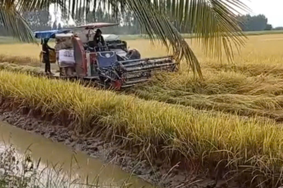 Quản lý dinh dưỡng chính xác giúp lúa ĐBSCL rẻ và sạch hơn