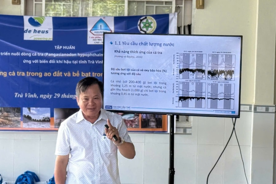 Cá tra chịu mặn mở hướng mới cho thủy sản ĐBSCL phát triển bền vững