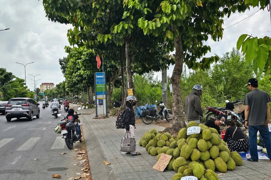 Sầu riêng ĐBSCL rớt giá nặng nề, giải pháp nào tháo gỡ?