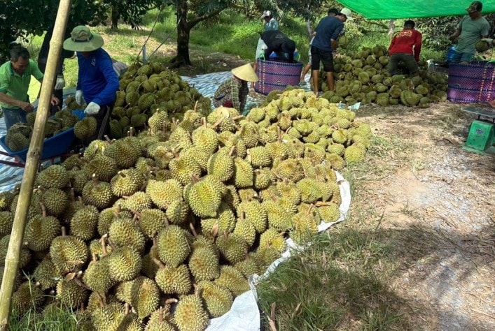 Thông quan thuận lợi giúp sầu riêng ĐBSCL bật tăng giá trở lại