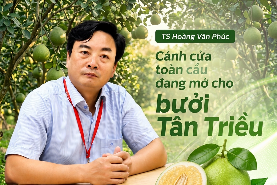 TS Hoàng Văn Phúc: Cánh cửa toàn cầu đang mở cho bưởi Tân Triều