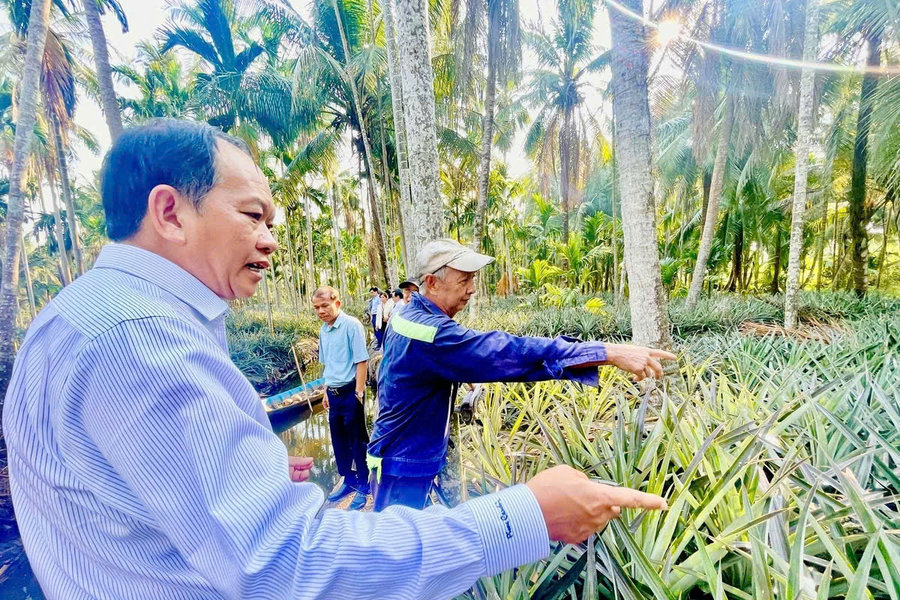 Khoa học công nghệ nâng giá trị mô hình ‘khóm - cau - dừa’ vùng ĐBSCL