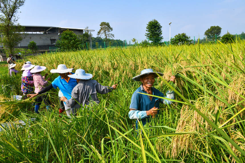 Giải mã giống lúa "khổng lồ" cao hơn 2m của Trung Quốc: Năng suất gấp gần 1,8 lần, vừa trồng lúa vừa nuôi cá