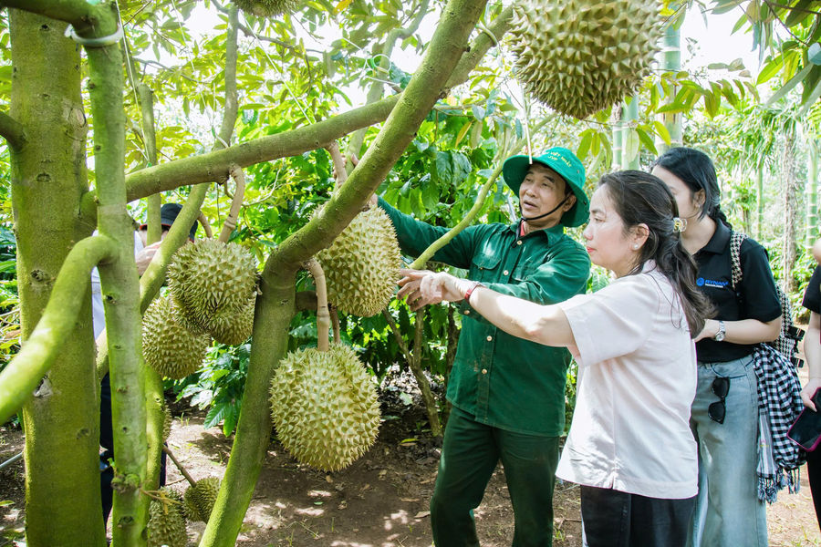 Người trồng sầu riêng ở Đắk Lắk: 'Có mã số vùng trồng, chúng tôi mong giá sầu riêng sẽ cao hơn'