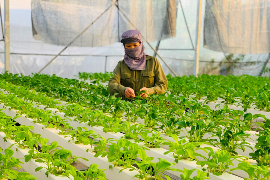 Từ một mã QR, Hà Nội đang xây nền nông nghiệp thông minh ra sao?