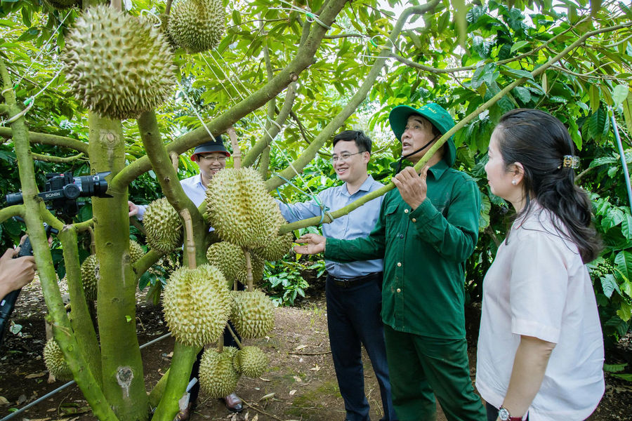 Sầu riêng Đắk Lắk: Từ nông sản tỉ USD đến ngành hàng thông minh