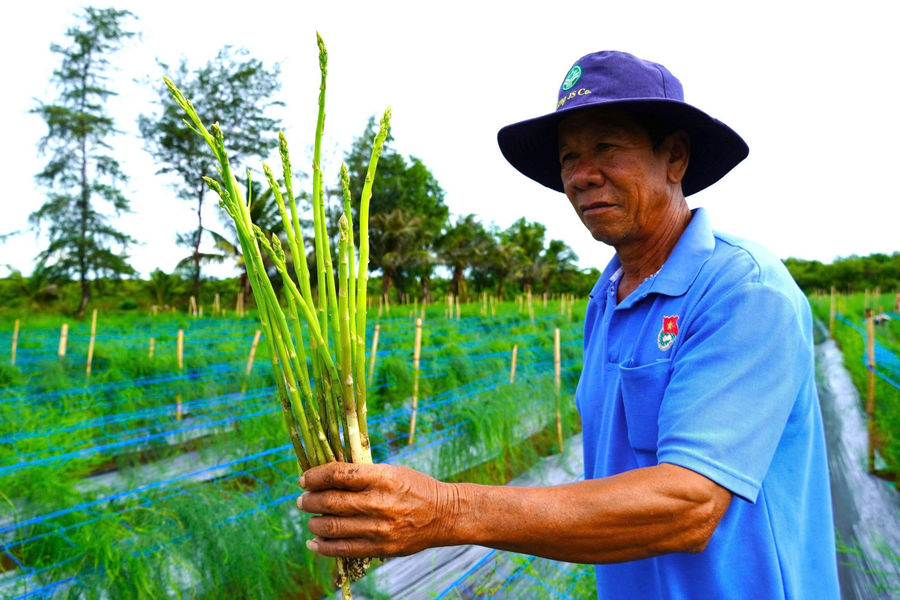 Bỏ cây cũ, nông dân miền Tây trồng thứ cây 'lạ' trên đất cát, thu tiền đều tay mỗi ngày