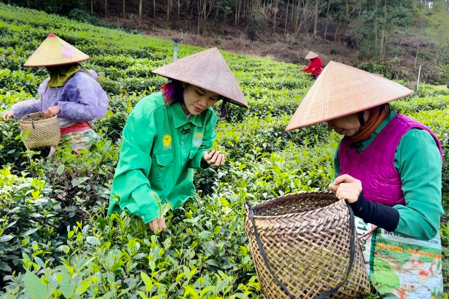 Đào ‘mỏ vàng’ ngay trong bãi rác - Một cách làm thông minh của HTX trồng chè ở Thái Nguyên