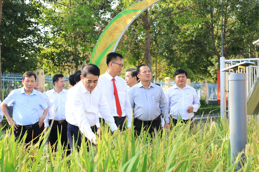 Cần Thơ chuẩn bị Festival Quốc tế ngành hàng lúa gạo 2026, với qui mô lớn