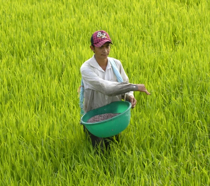 Một thay đổi trong cách bón phân đang giúp lúa ĐBSCL tiến tới sản xuất thông minh