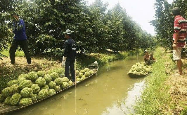 Quản lí dịch hại trên trái cây xuất khẩu, việc khó nhưng phải làm