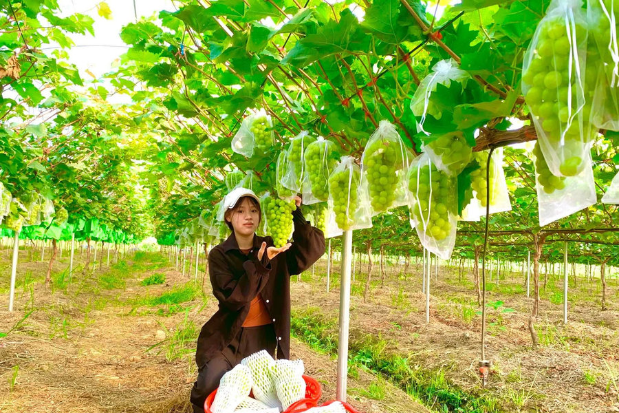 Nuôi gà bằng máy, trồng nho nhà màng, nuôi lợn trên cao: Công nghệ vào tận chuồng trại (Bài 4)