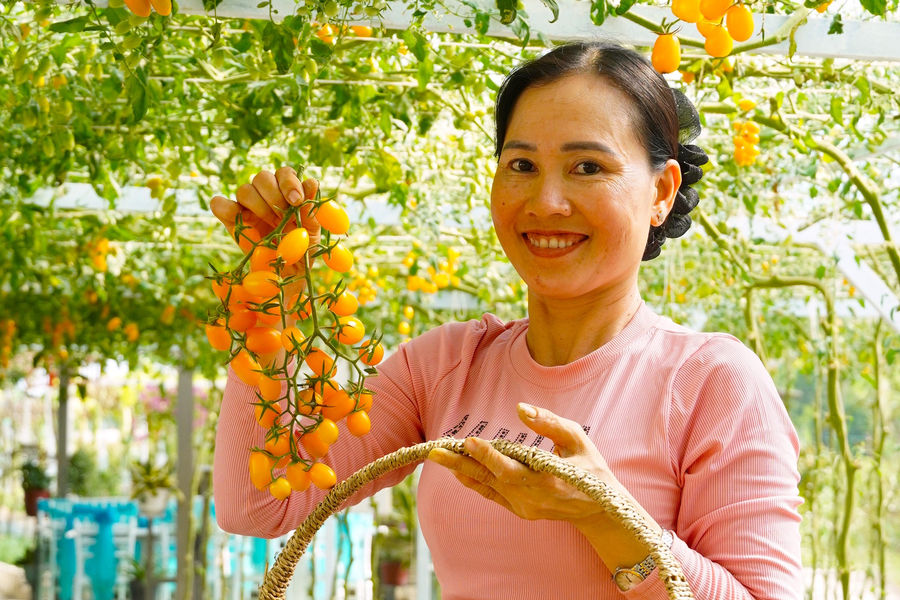 Trồng cà chua cherry, dưa lưới, ớt chuông ở Cà Mau ra quả to, ngon, ngọt, người người kéo đến xem