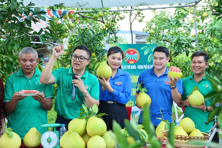 Một buổi chiều livestream, cả nghìn quả bưởi đặc sản Phú Nghĩa được 'chốt đơn' hết veo ngay tại vườn