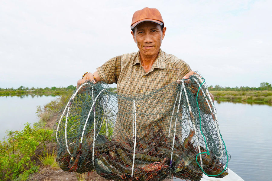 Bỏ nuôi tôm công nghiệp, nông dân Cà Mau nuôi tôm kiểu mới, 'nhàn' tênh, lãi hơn 1 tỷ đồng/năm