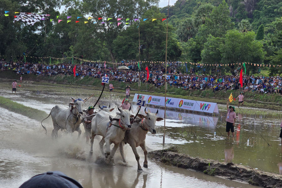 Hơn 10.000 người đội mưa xem đua bò ở miền Tây